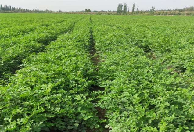 綠色智造結(jié)碩果！天山藥業(yè)喜獲  “自治區(qū)級(jí)綠色工廠”稱號(hào)